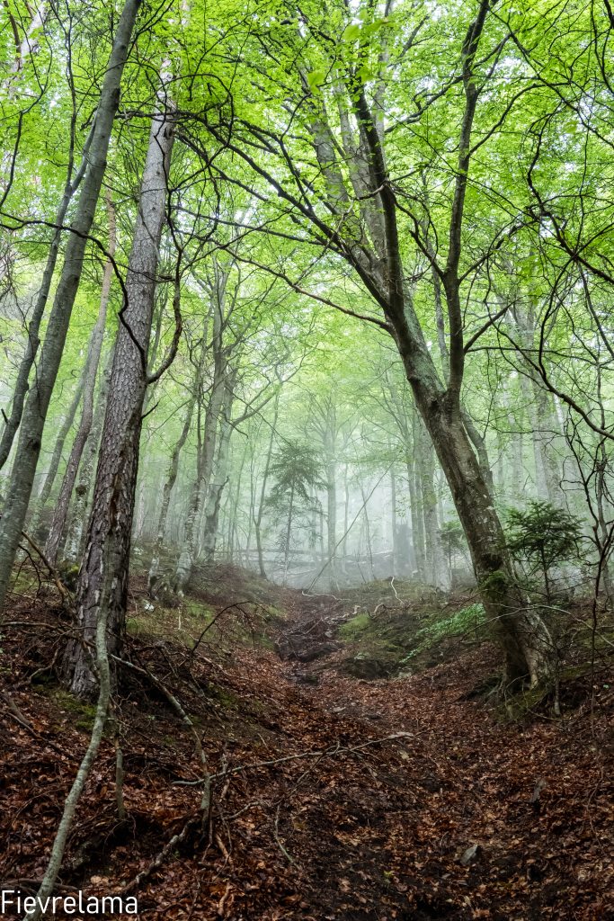 Chemin dans une forêt de hêtres enveloppée de brume, feuillage vert printanier