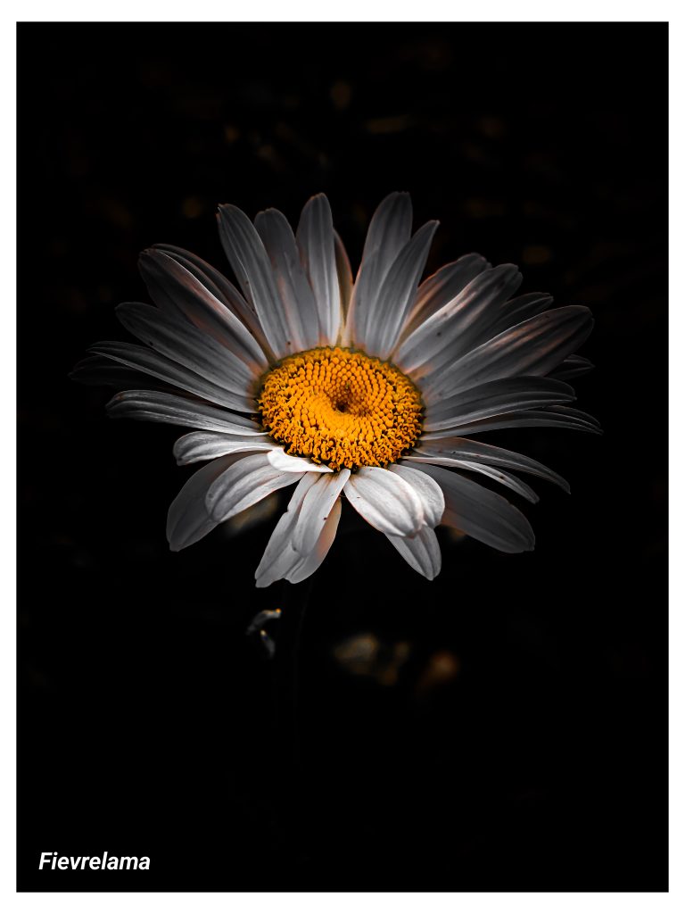 Gros plan d'une marguerite blanche au cœur jaune sur fond noir