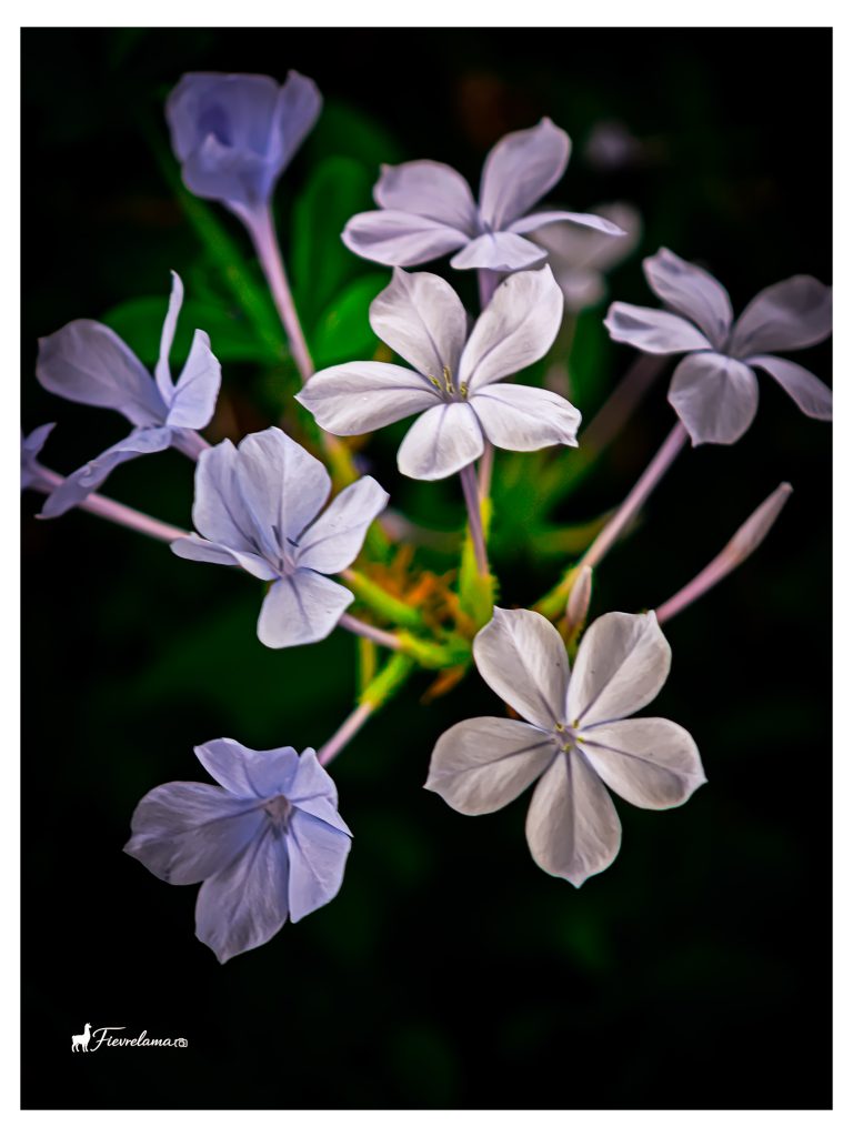 Grappe de petites fleurs blanches photographiées en macro sur fond sombre