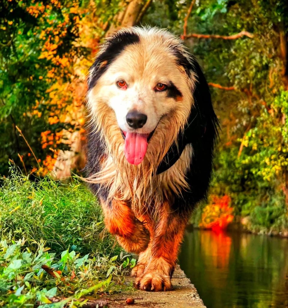 Portrait joyeux de chien réalisé en séance photo animalière dans les Pyrénées-Orientales