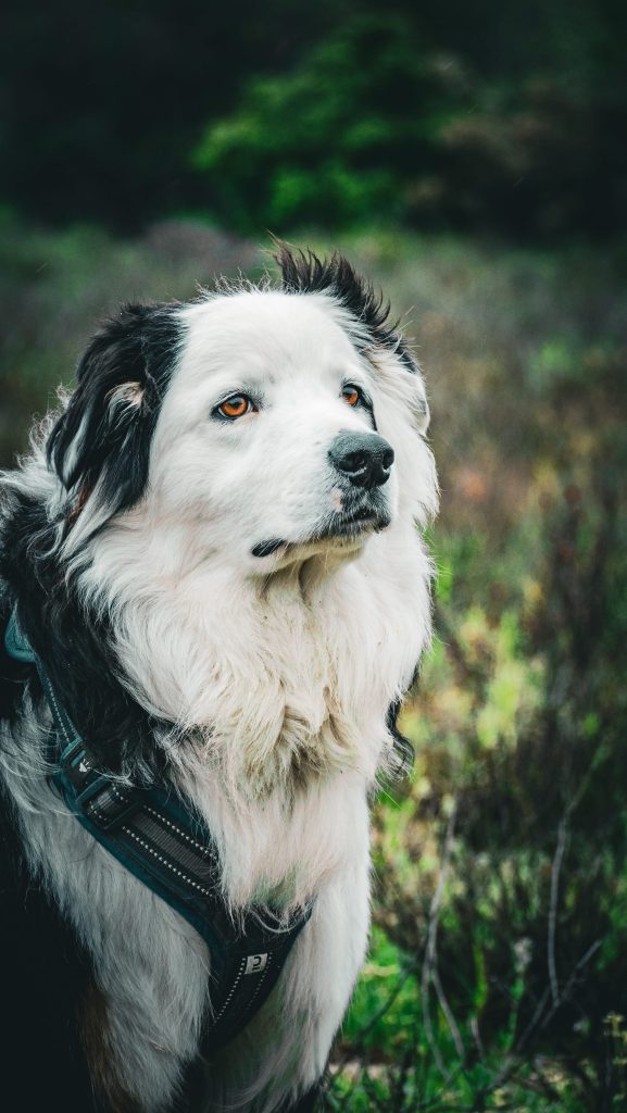 Portrait serré de chien en lumière naturelle réalisé dans les Pyrénées-Orientales