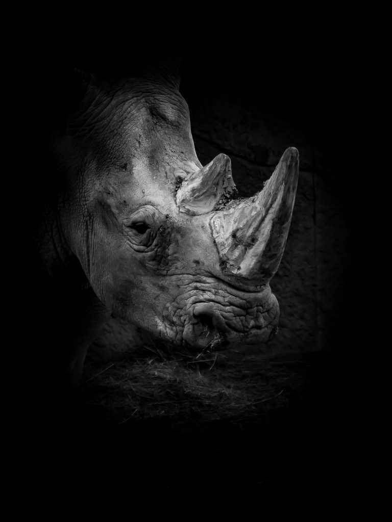Photographie d'animaux en noir et blanc par Fievrelama photographe