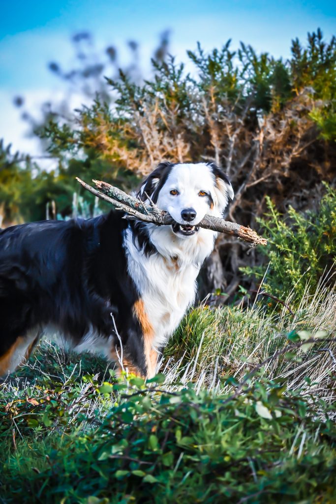 Portrait de chien berger en extérieur par un photographe animalier à Néfiach