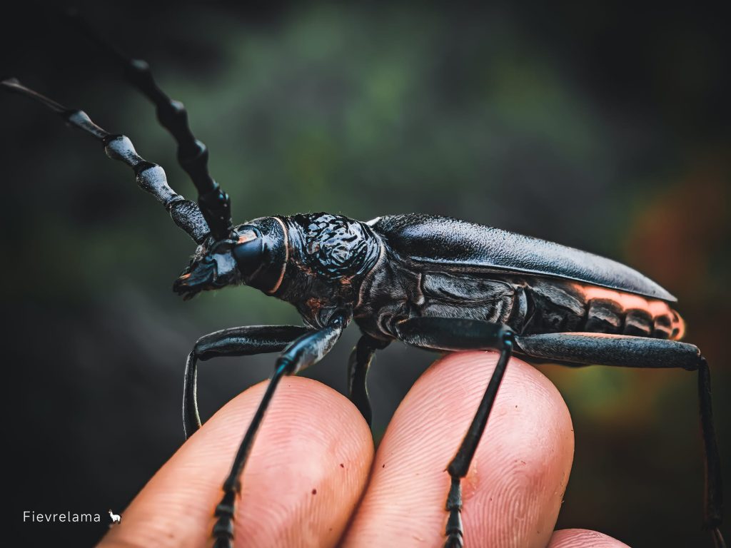 Macrophotographie détaillée d’un insecte posée sur une main