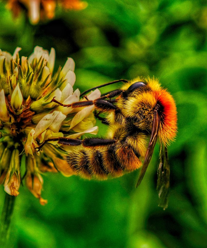 Macrophotographie d’un insecte sur une fleur dans les Pyrénées-Orientales