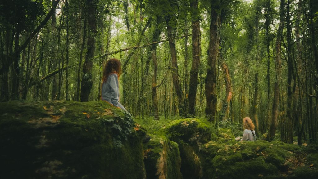 Lumière naturelle traversant une forêt des Pyrénées-Orientales