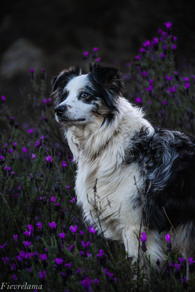Portrait de chien noir et blanc dans les lavandes photographié à Néfiach