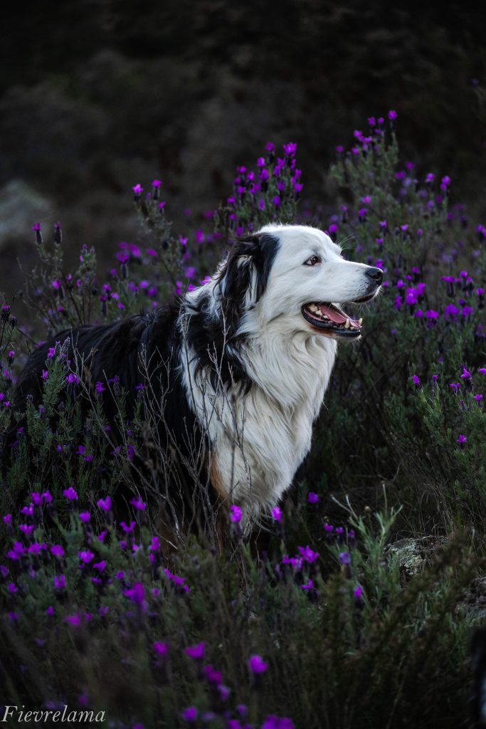 Chien blanc photographié dans la lavande par un photographe animalier près de Perpignan