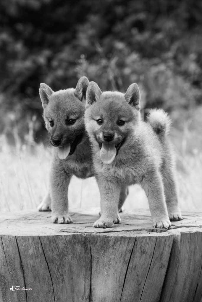 Deux chiots shiba inu debout côte à côte sur une souche de bois, photographie en noir et blanc