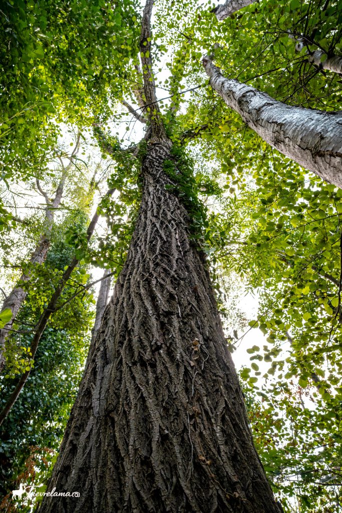 Tronc et cime d'un grand arbre photographiés en contre-plongée, feuillage vert