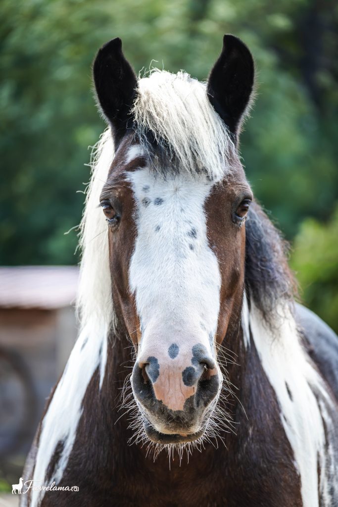 Portrait rapproché d'un cheval pie à la crinière claire, regard vers l'objectif