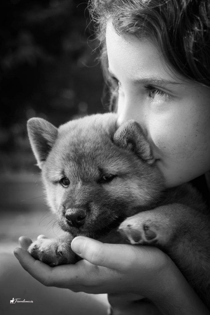 un shiba et un enfant - une complicité