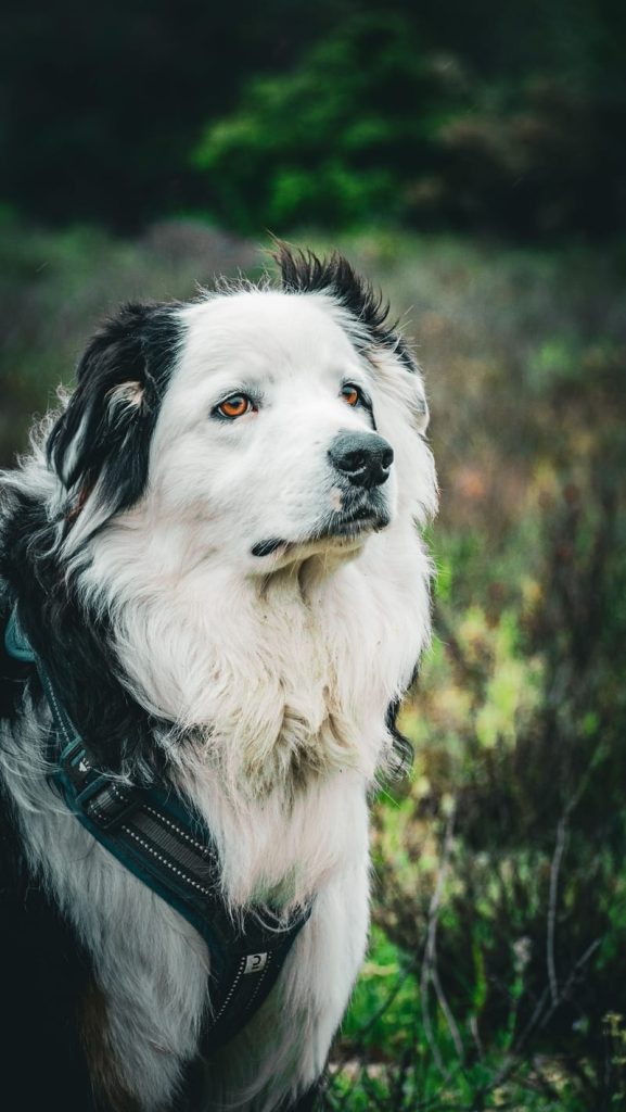 Portrait sensible d’un chien réalisé par Fievrelama, photographe animalier dans le 66