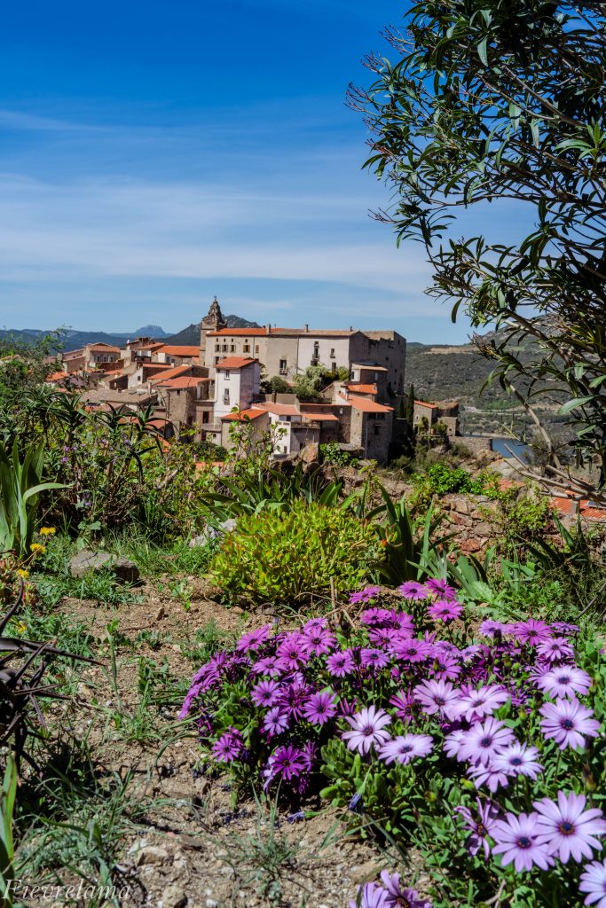 Village de Caramany perché, toits de tuiles et fleurs violettes au premier plan, Pyrénées-Orientales