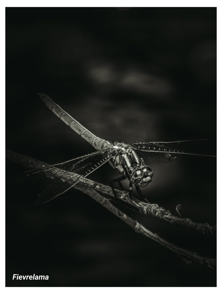 Gros plan d'une libellule posée sur une tige, photographie macro en noir et blanc
