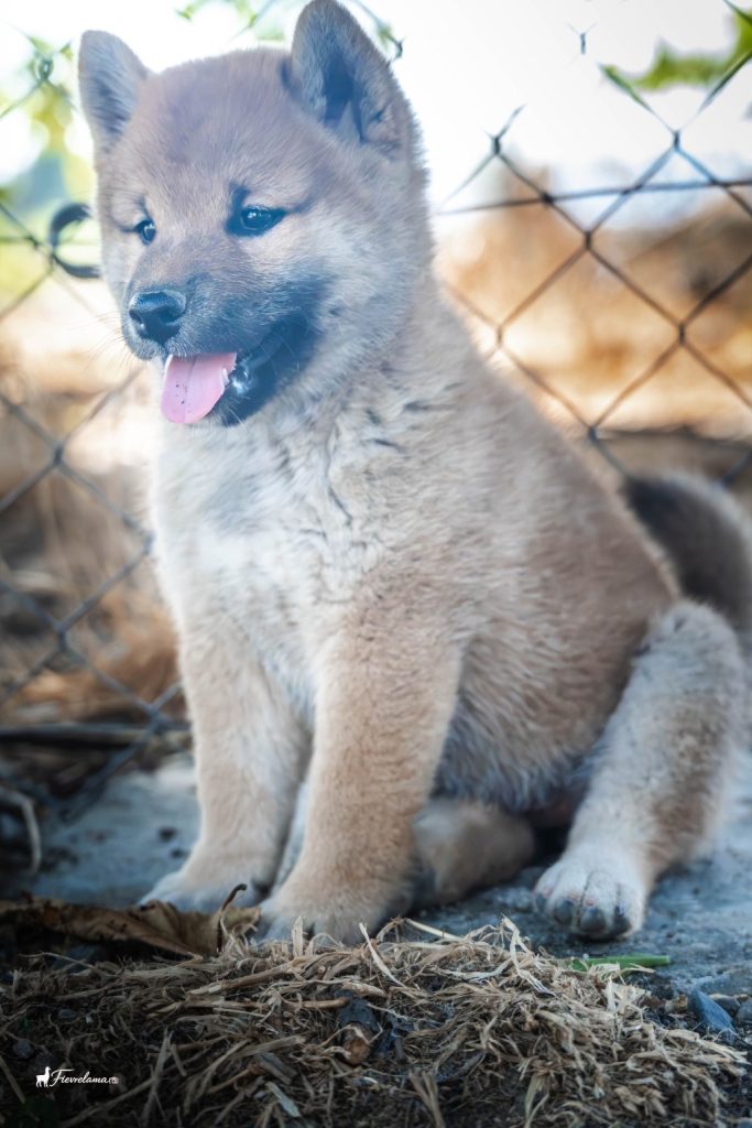 Chiot Shiba Inu roux assis en extérieur, langue sortie