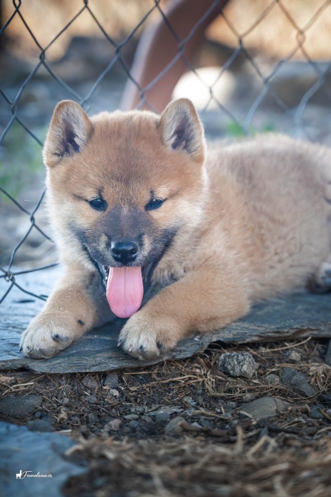 Chiot Shiba Inu roux couché au sol, langue sortie