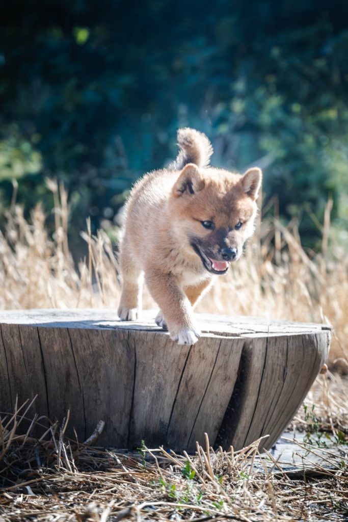 Chiot Shiba Inu roux en mouvement sur une souche, en extérieur