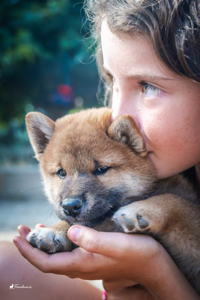 Une enfant tenant un chiot Shiba Inu près de son visage
