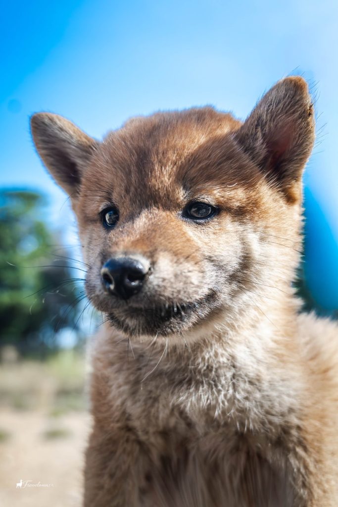Portrait de chiot Shiba Inu roux devant un ciel bleu